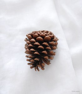 pinecone_1