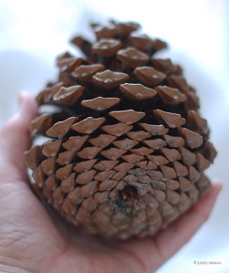 pinecone_3