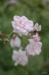 France2014July_4298-1