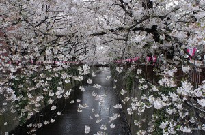 sakura2015_5