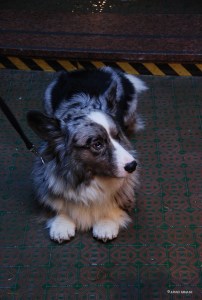 20151111italy-bologna_0662