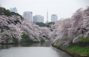 sakura2016_3303