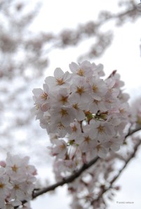 sakura2016_3363
