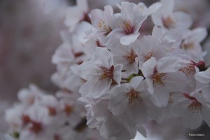 sakura2016_3374