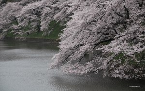 sakura2016_3414