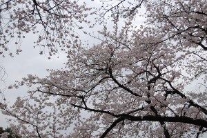 sakura2016_3419