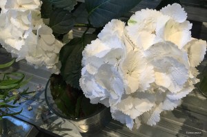 Hydrangea-w_2