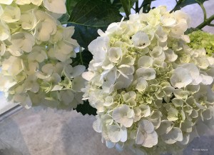 Hydrangea-w_3