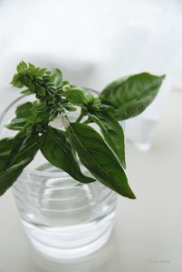 basil_1