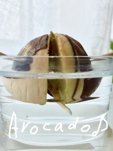 20161002avocado