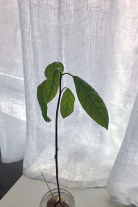 20161113avocado_2