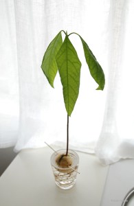 20170106avocado_4