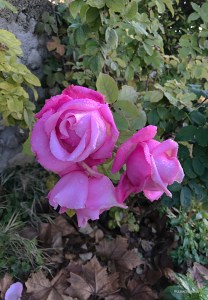 20171222provence-paris_0745